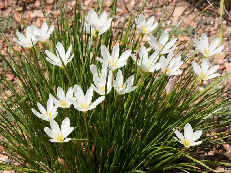 Zephyranthes candida – White Rain Lily