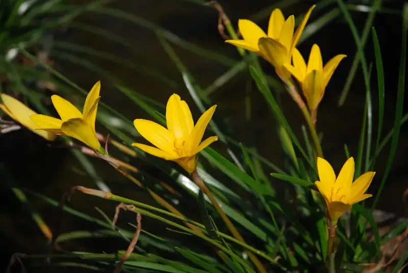 Zephyranthes flavissima “Yellow Rain Lily”