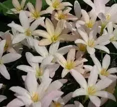 Zephyranthes “Prairie Sunset”