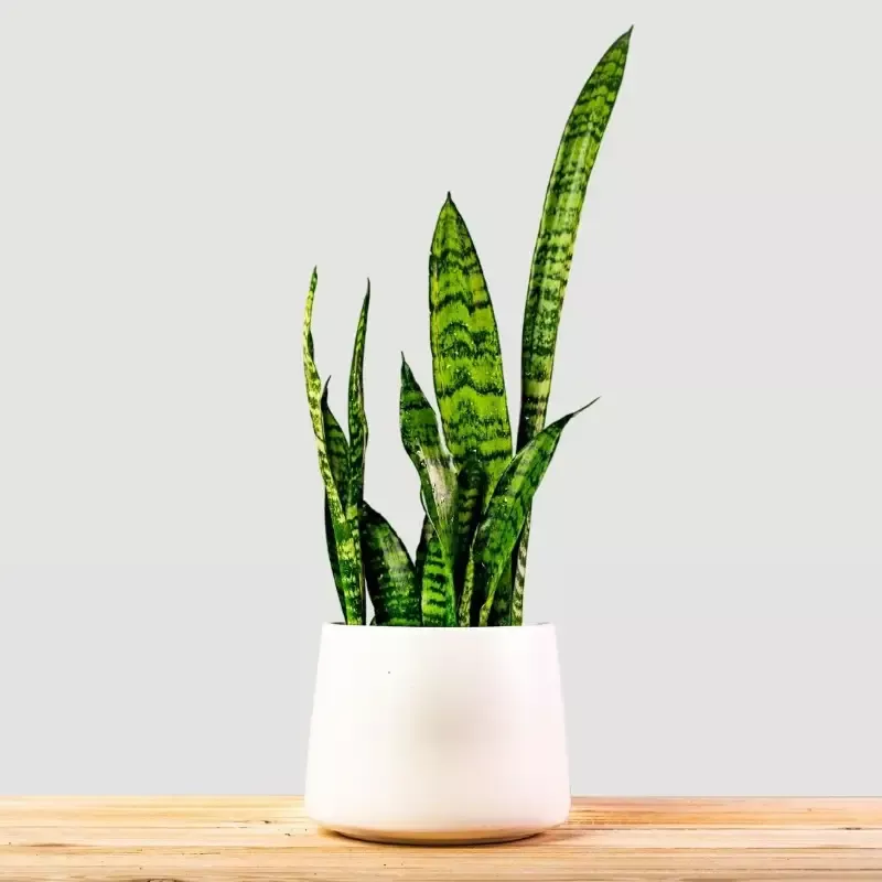 Zeylanica Snake Plants