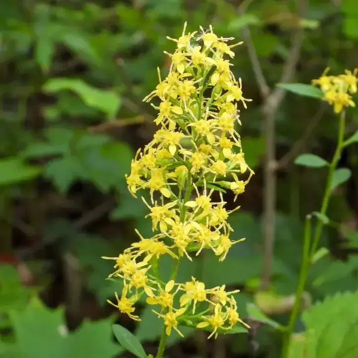 Zig Zag Goldenrod Plant Sets