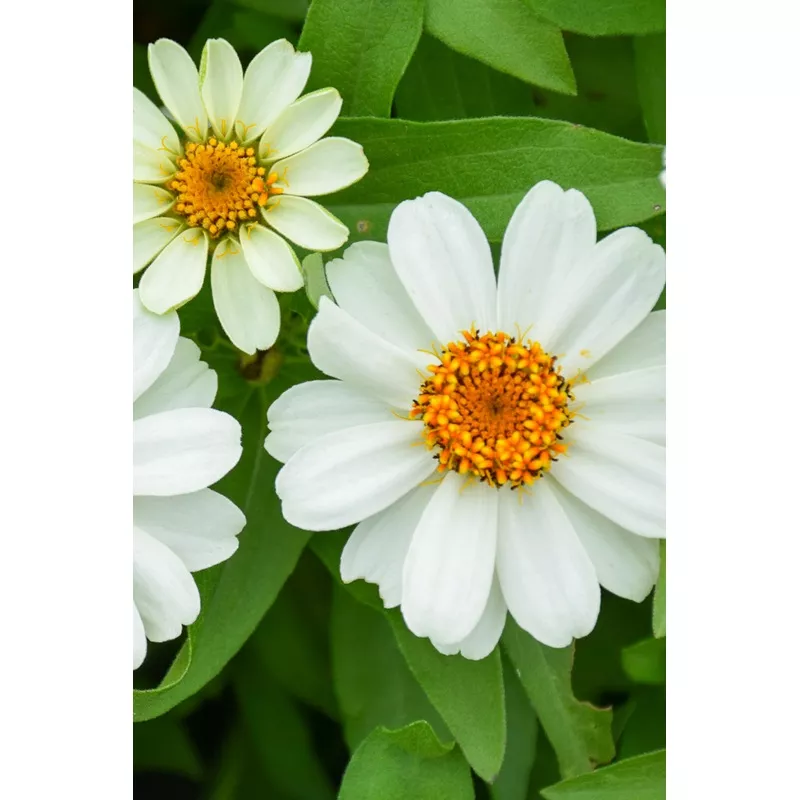 Zinnia, Dwarf White