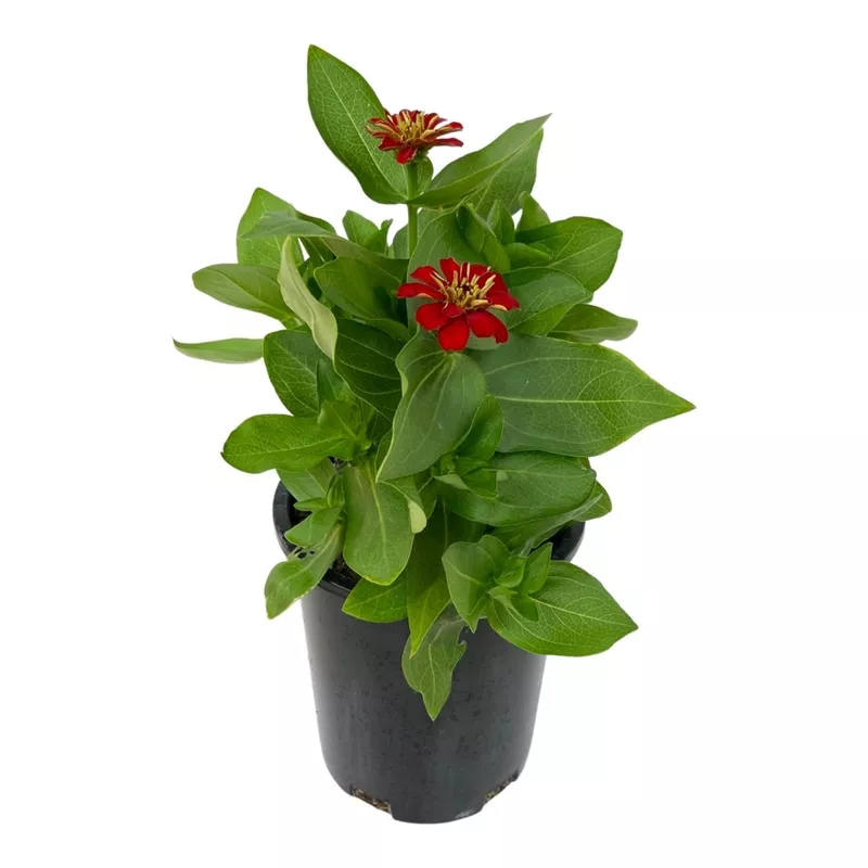Zinnia Magellan ‘Scarlet’