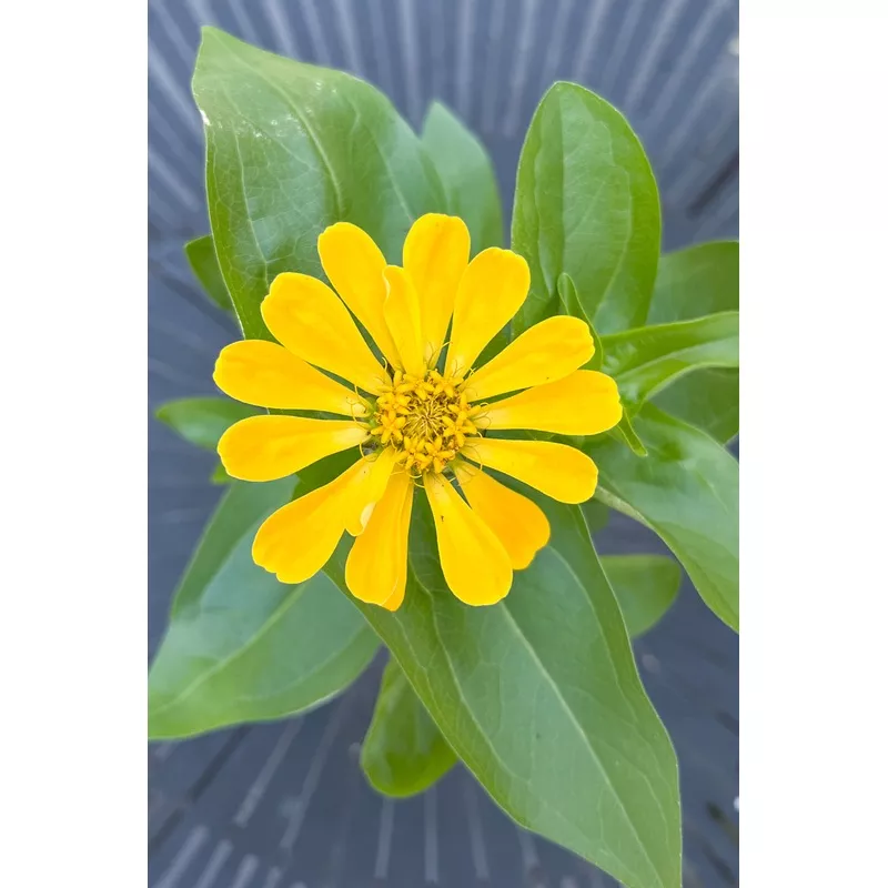Zinnia, Yellow