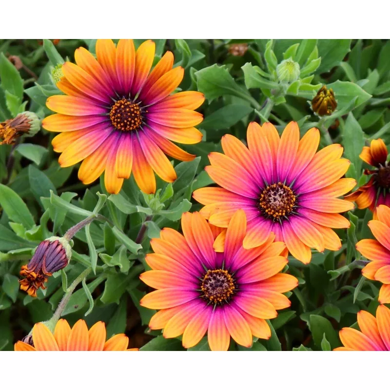 Zion ‘Purple Sun’ African Daisy