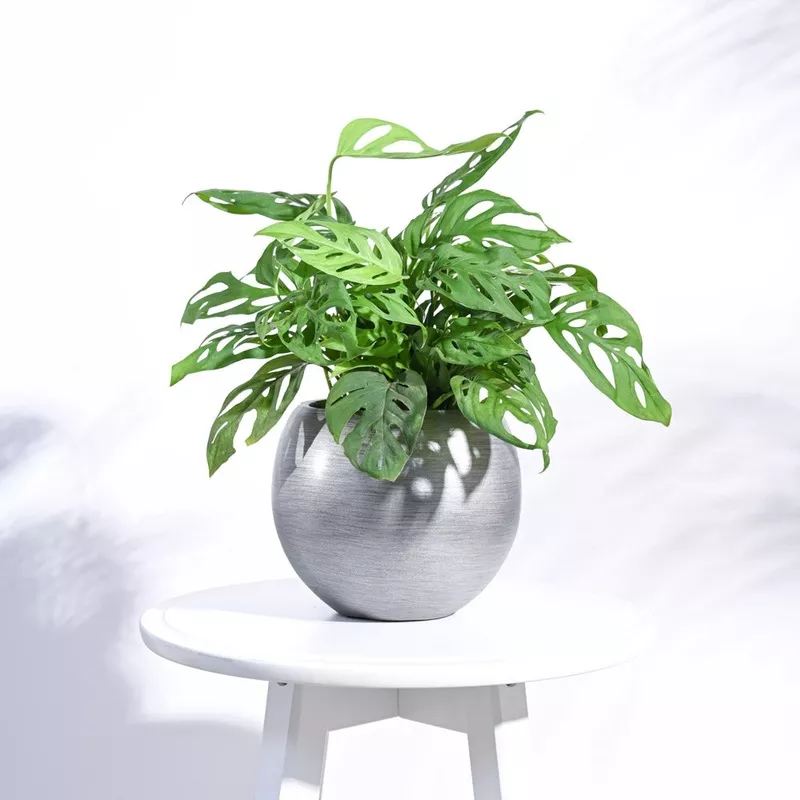 Zuri Vase Ball Retro Gold