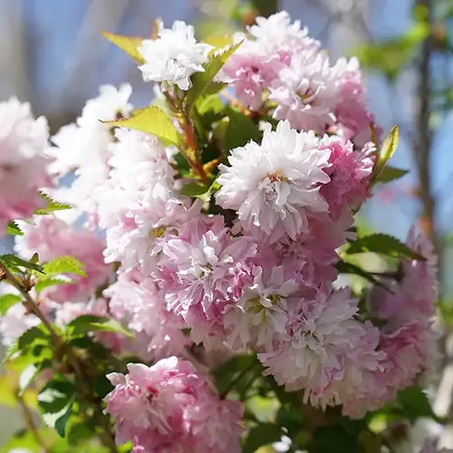 Zuzu™ Flowering Cherry Shrub