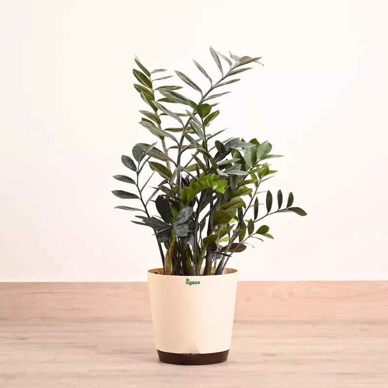ZZ Black Plant – XL