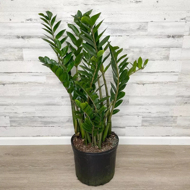 ZZ Plant – 14-inch Pot