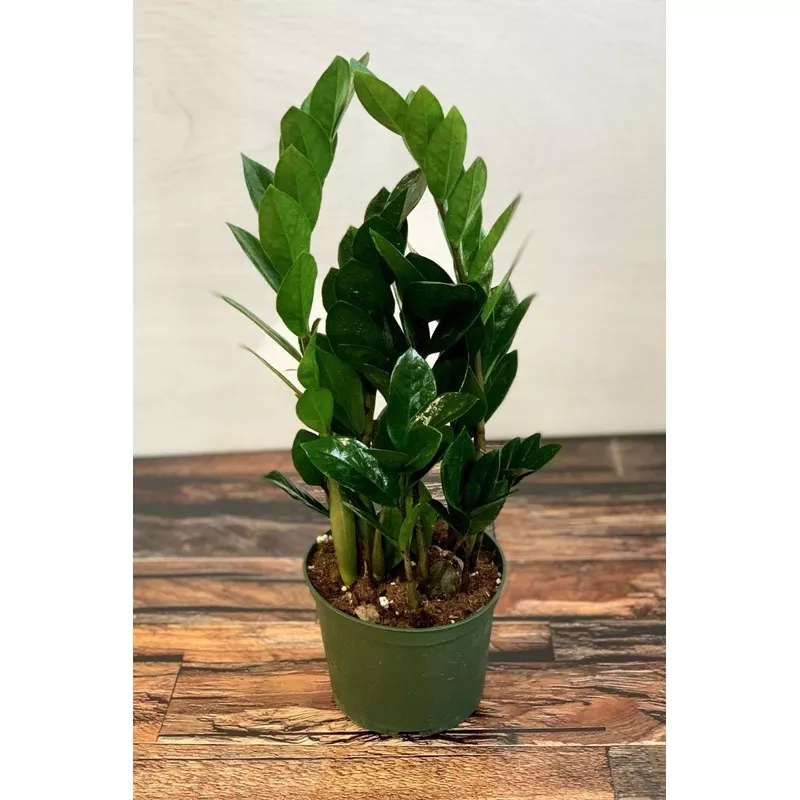 ZZ Plant 6″