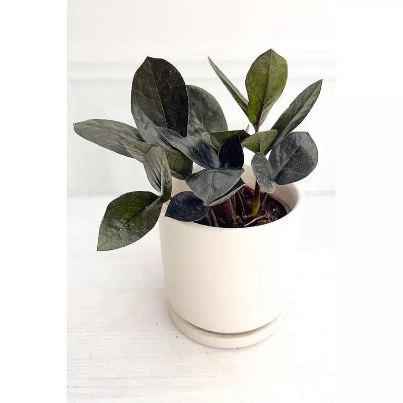 ZZ Plant, Black Raven 4″