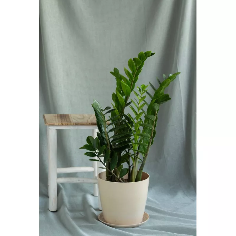 ZZ Plant Grey