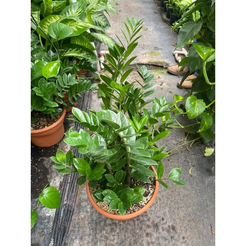 ZZ Plant Live plant Great for LOW LIGHT -8 pot