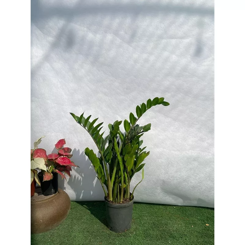 ZZ Plant (Nursery Pot)