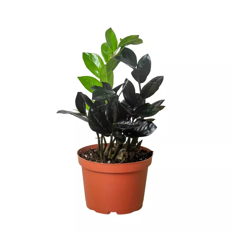 ZZ Plant Zamioculcas Black Raven