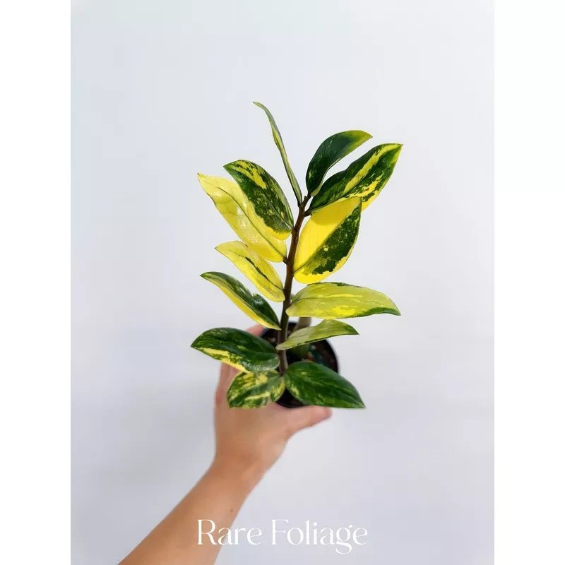 ZZ Variegated 4