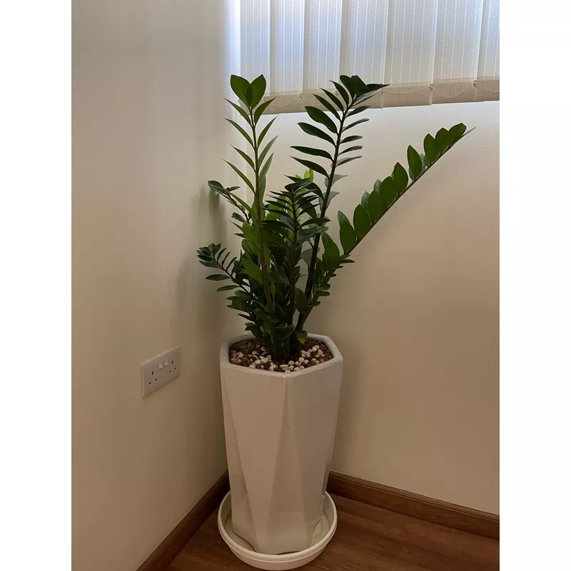 ZZ – Zamia Indoor